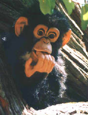 monkeybright.jpg